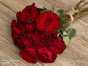 ROSE HEARTS 50